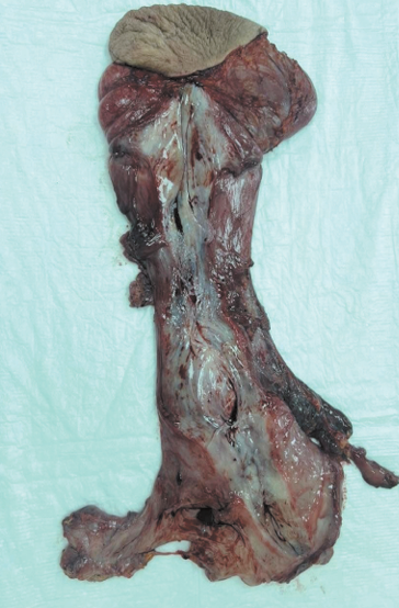 Изображение на обложке